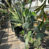 Plant Nursery Seasonal Plants Hamilton & Monroe Twp, NJ Persons