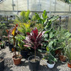 Plant Nursery Seasonal Plants Hamilton & Monroe Twp, NJ Persons