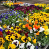 Plant Nursery Seasonal Plants Hamilton & Monroe Twp, NJ Persons